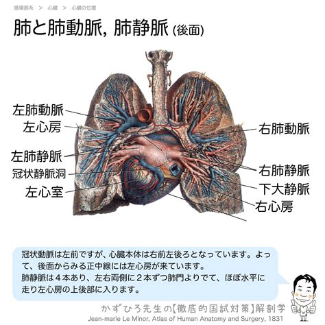 肺脈